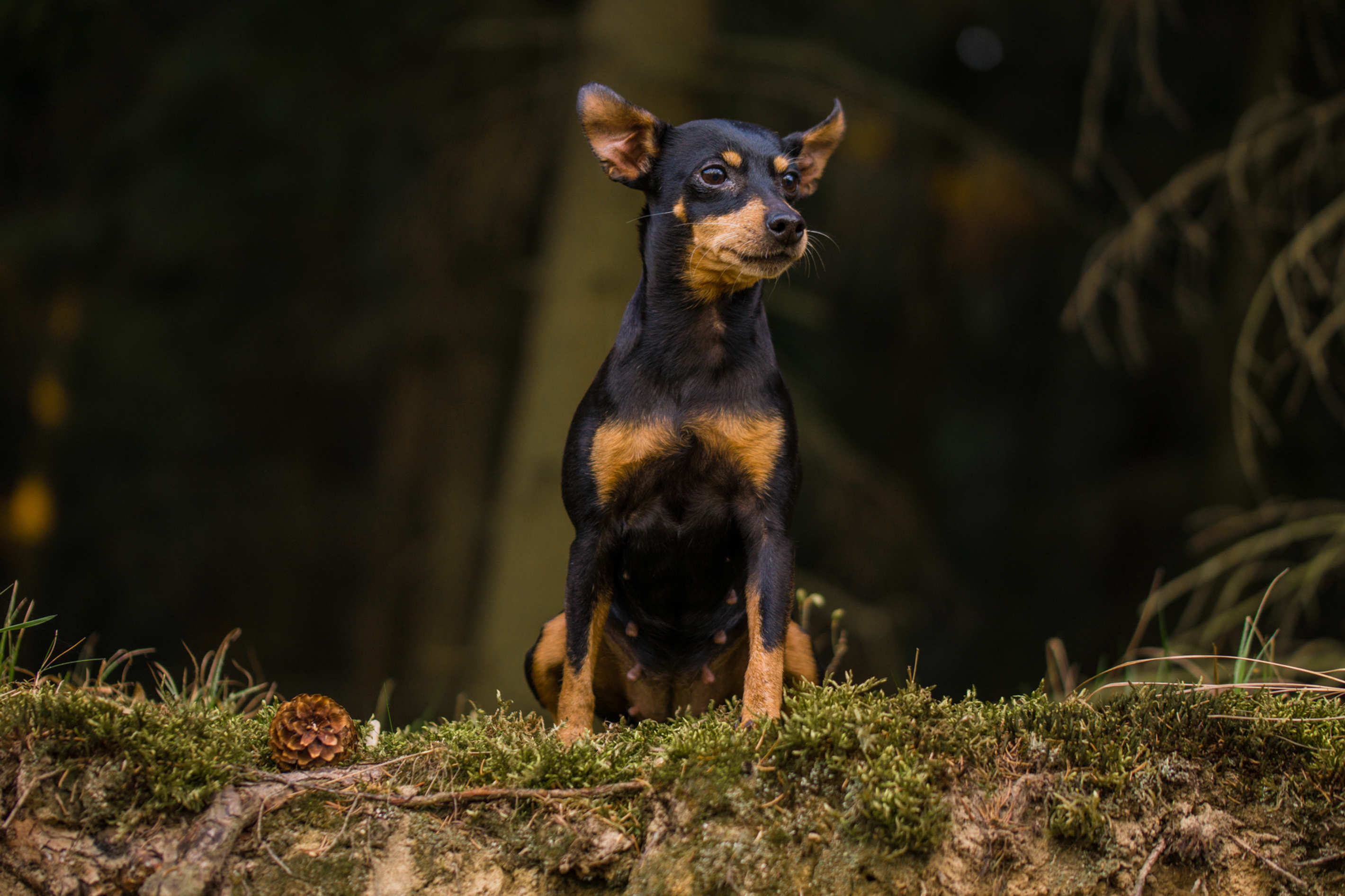 Tierportrait