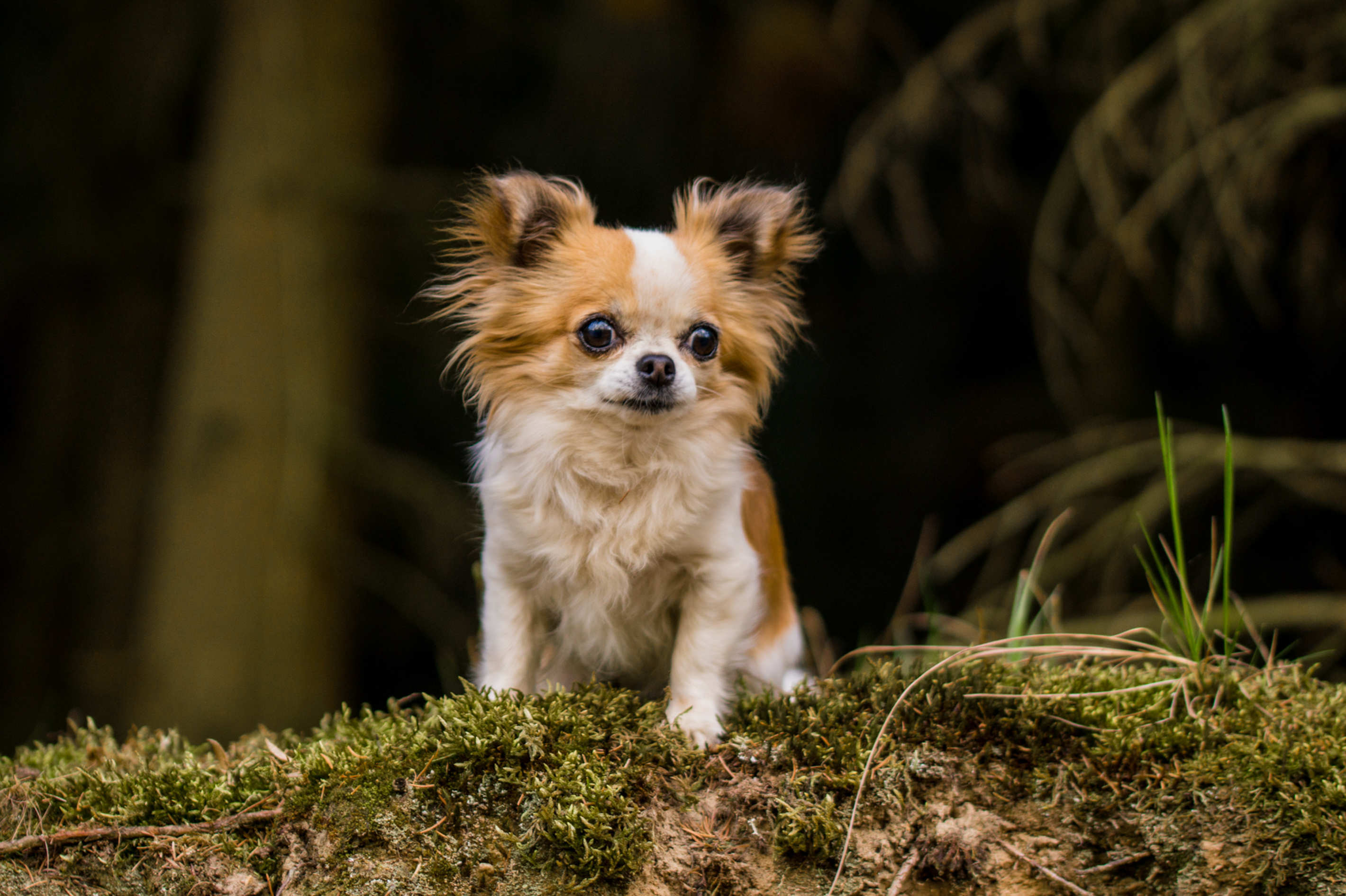 Tierportrait