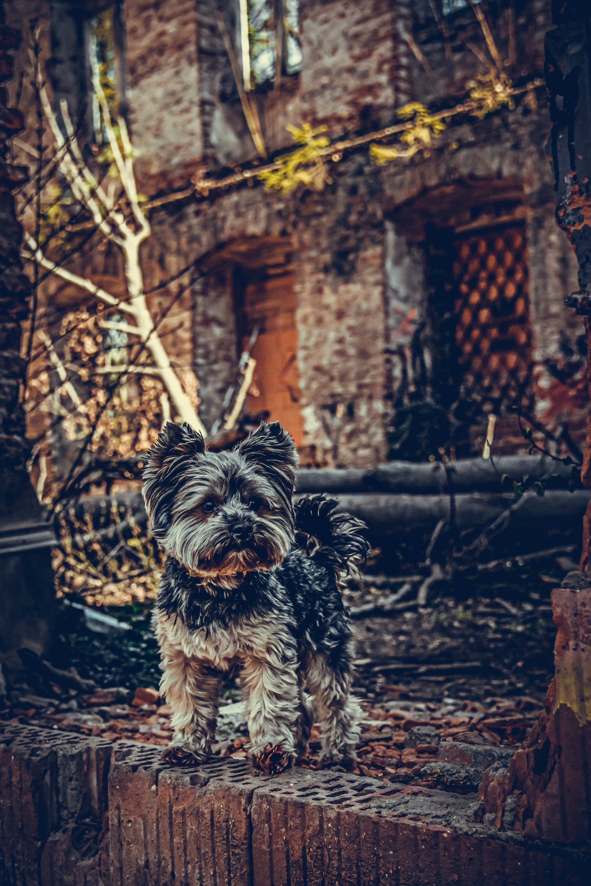 Tierportrait