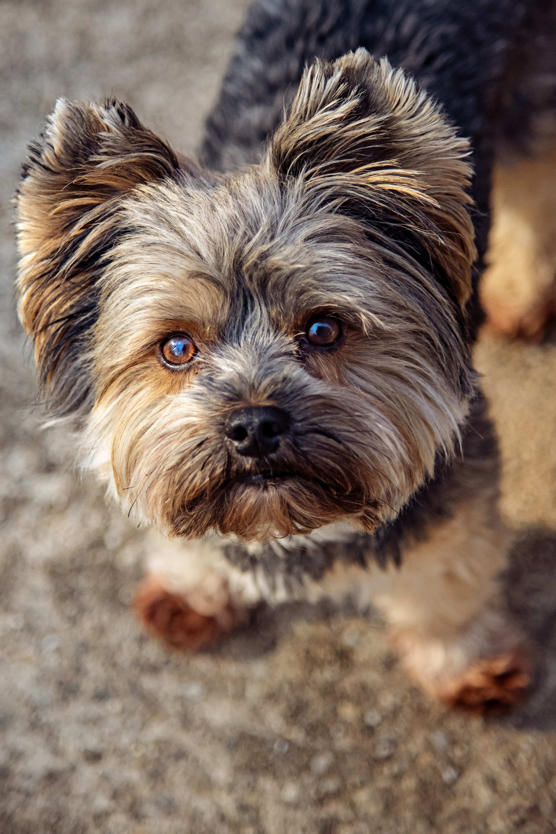 Tierportrait