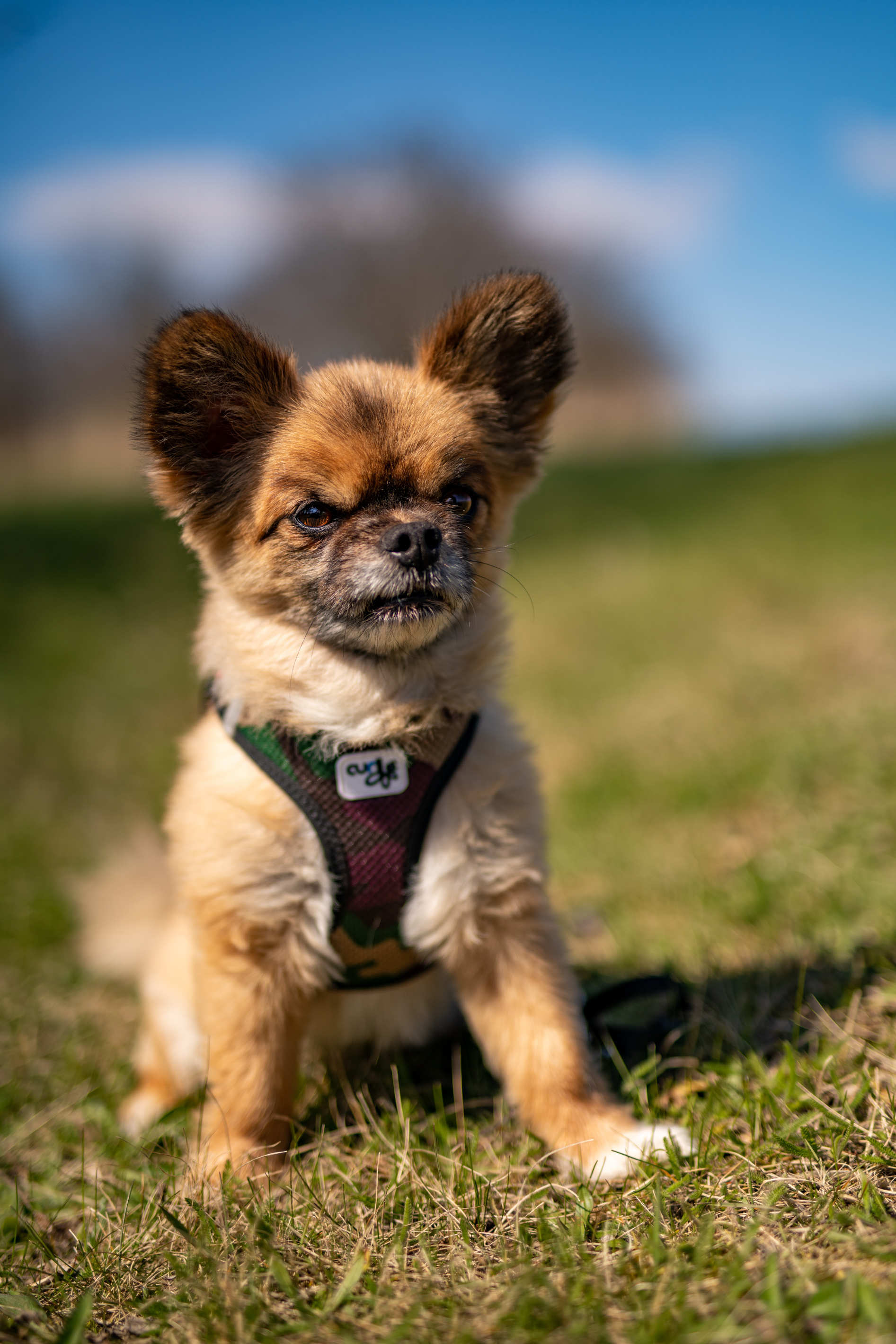 Tierportrait