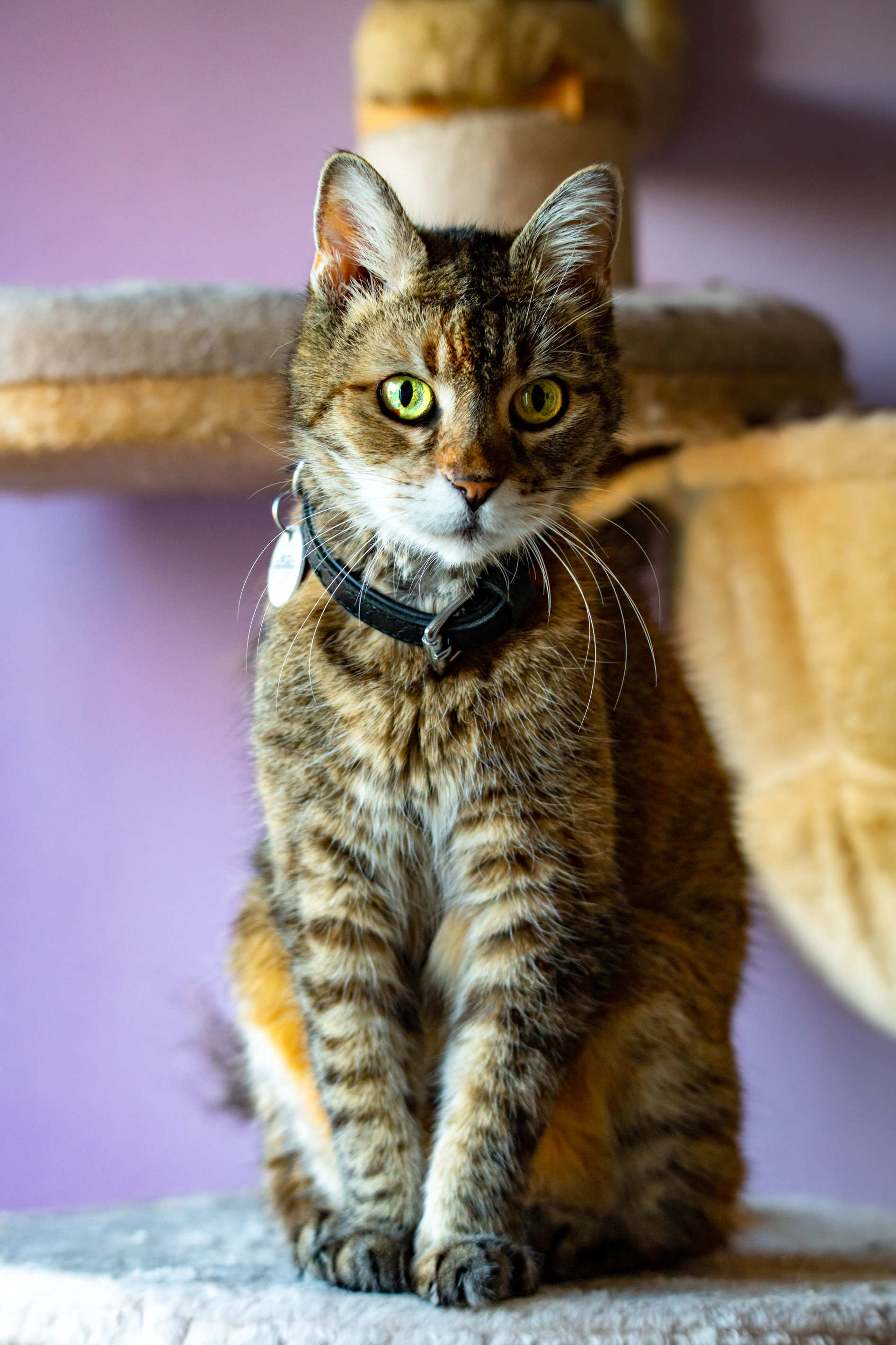 Tierportrait