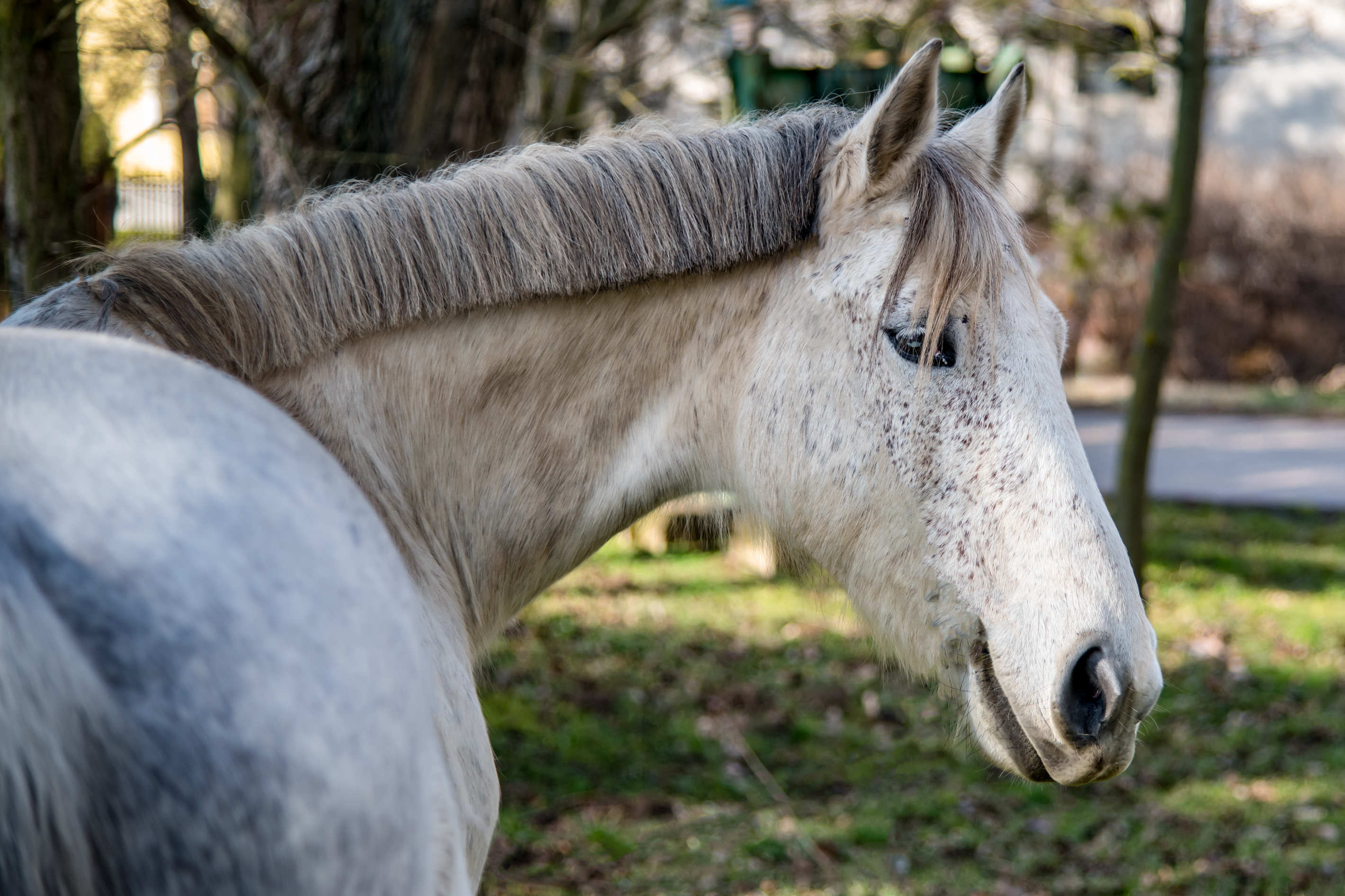 Tierportrait