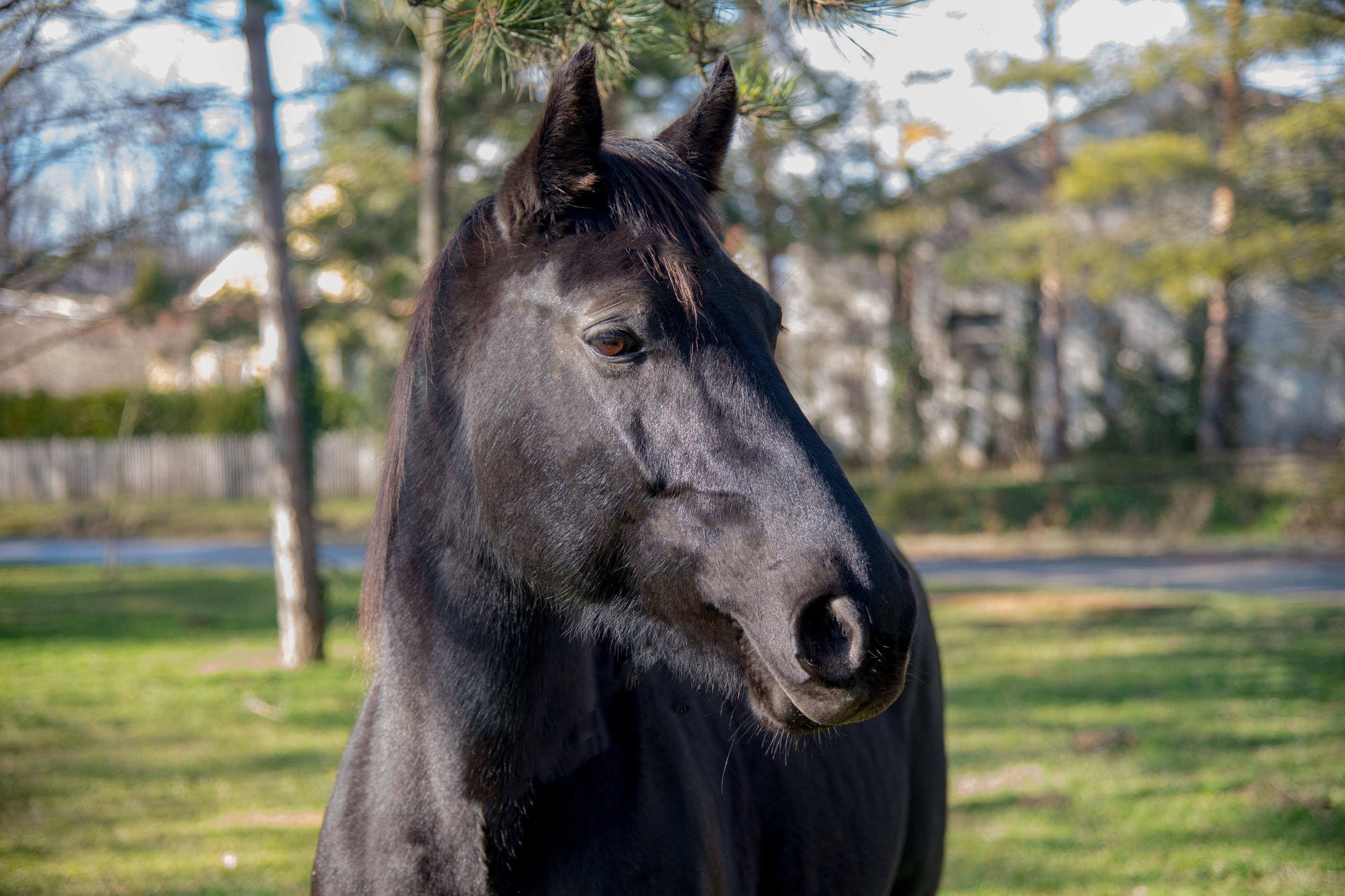Tierportrait