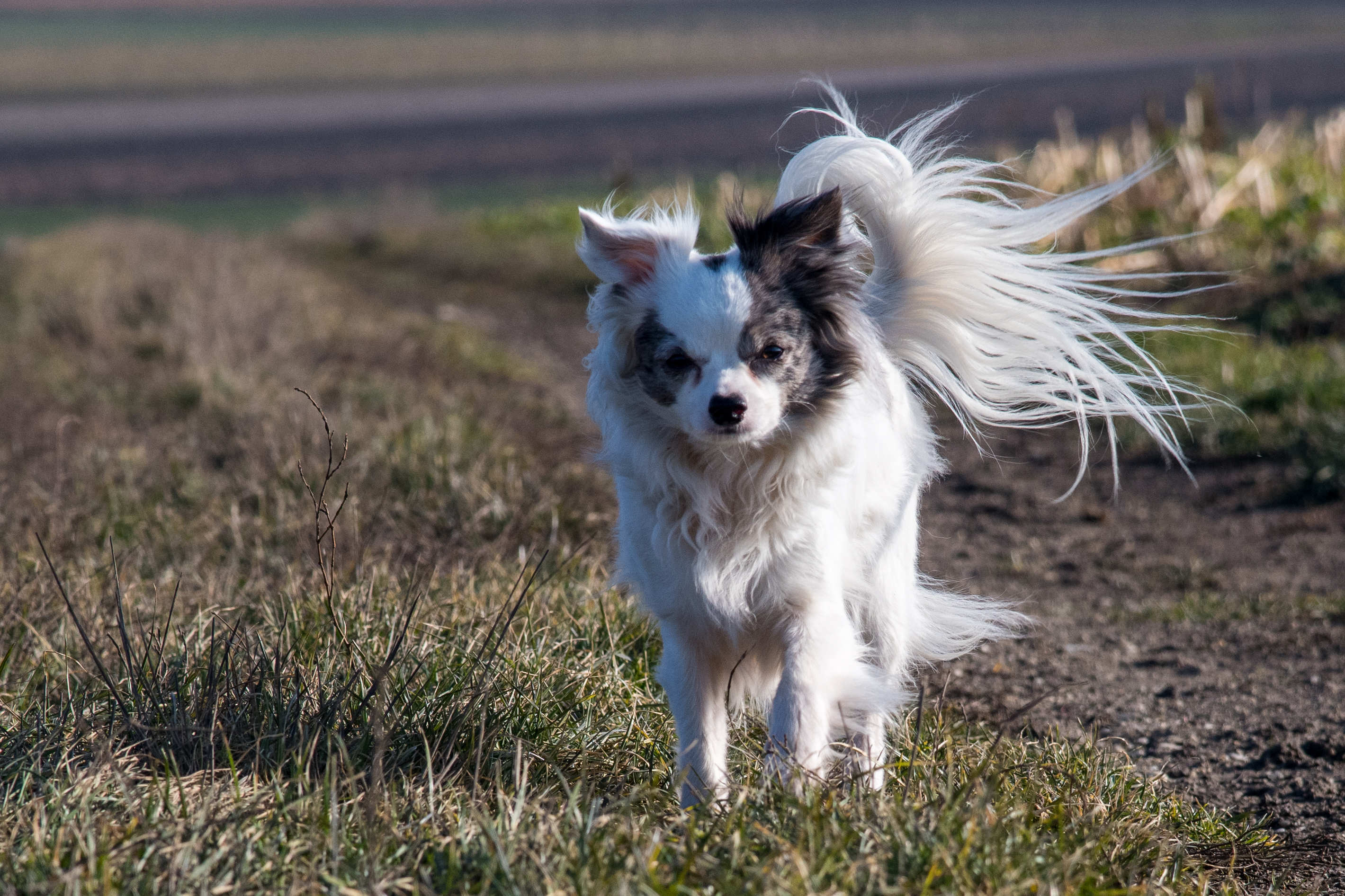 Tierportrait