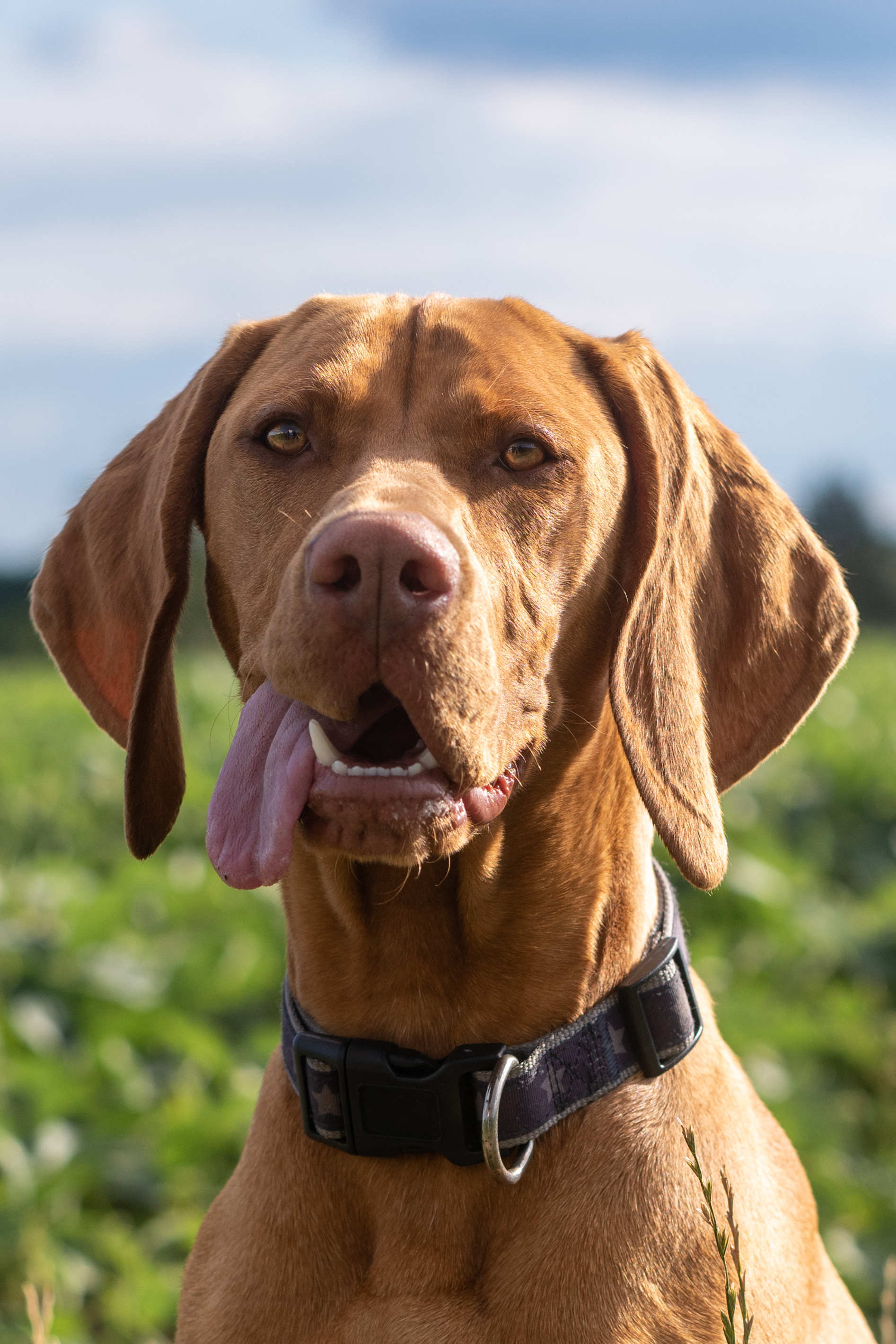 Tierportrait