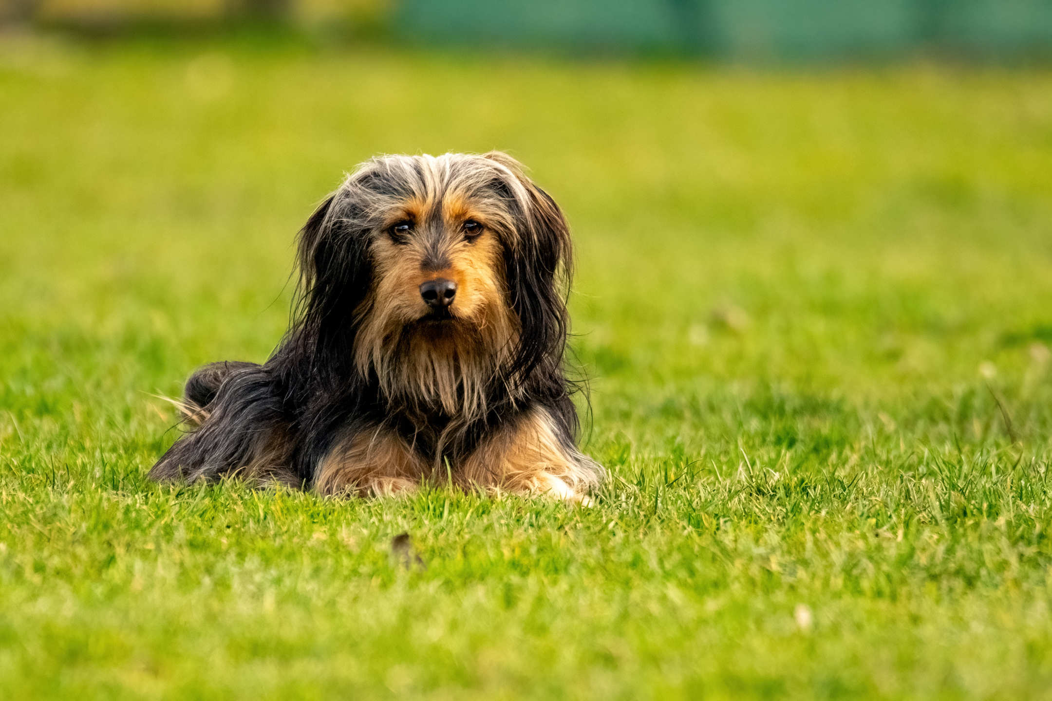 Tierportrait