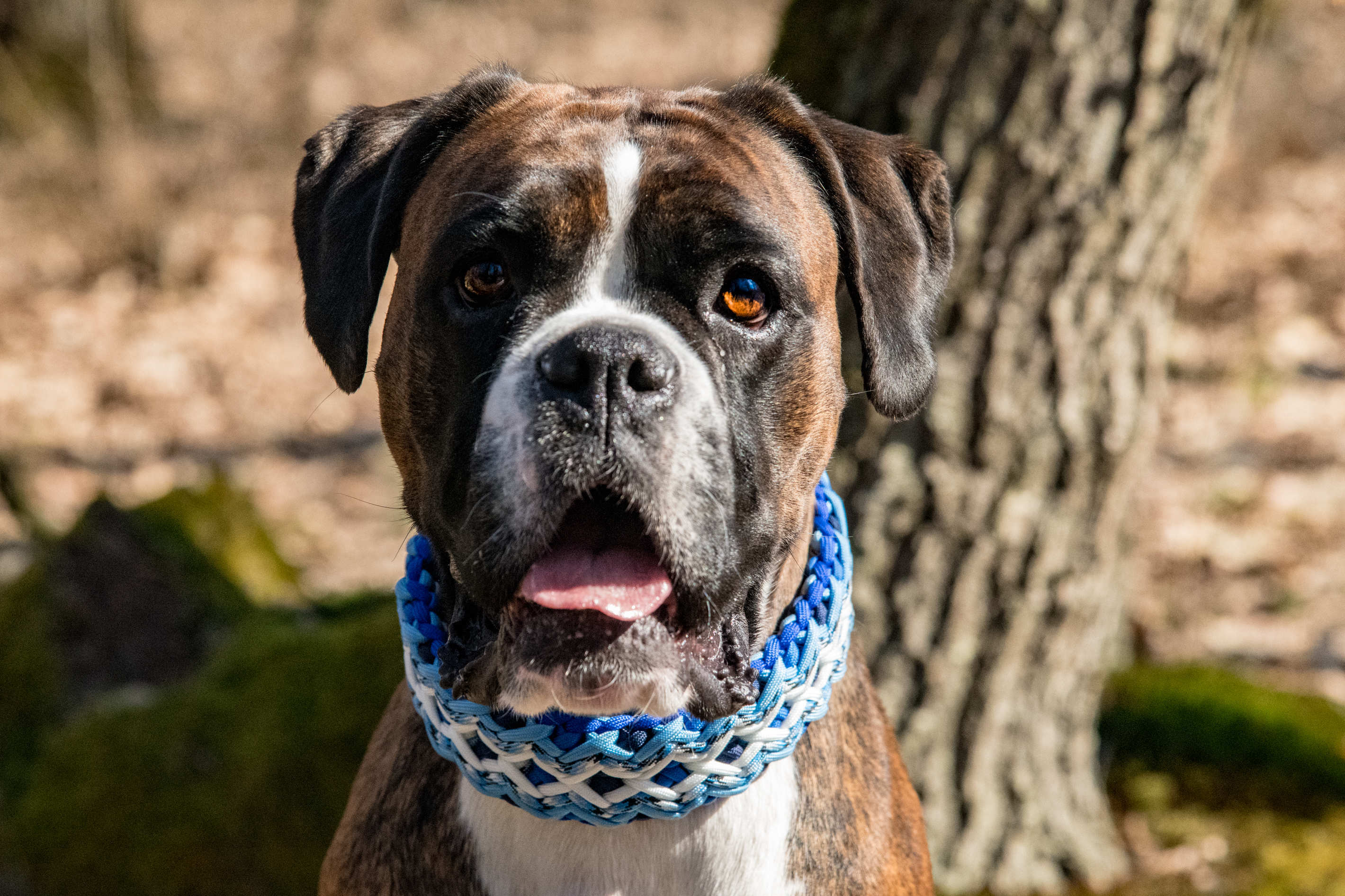 Tierportrait