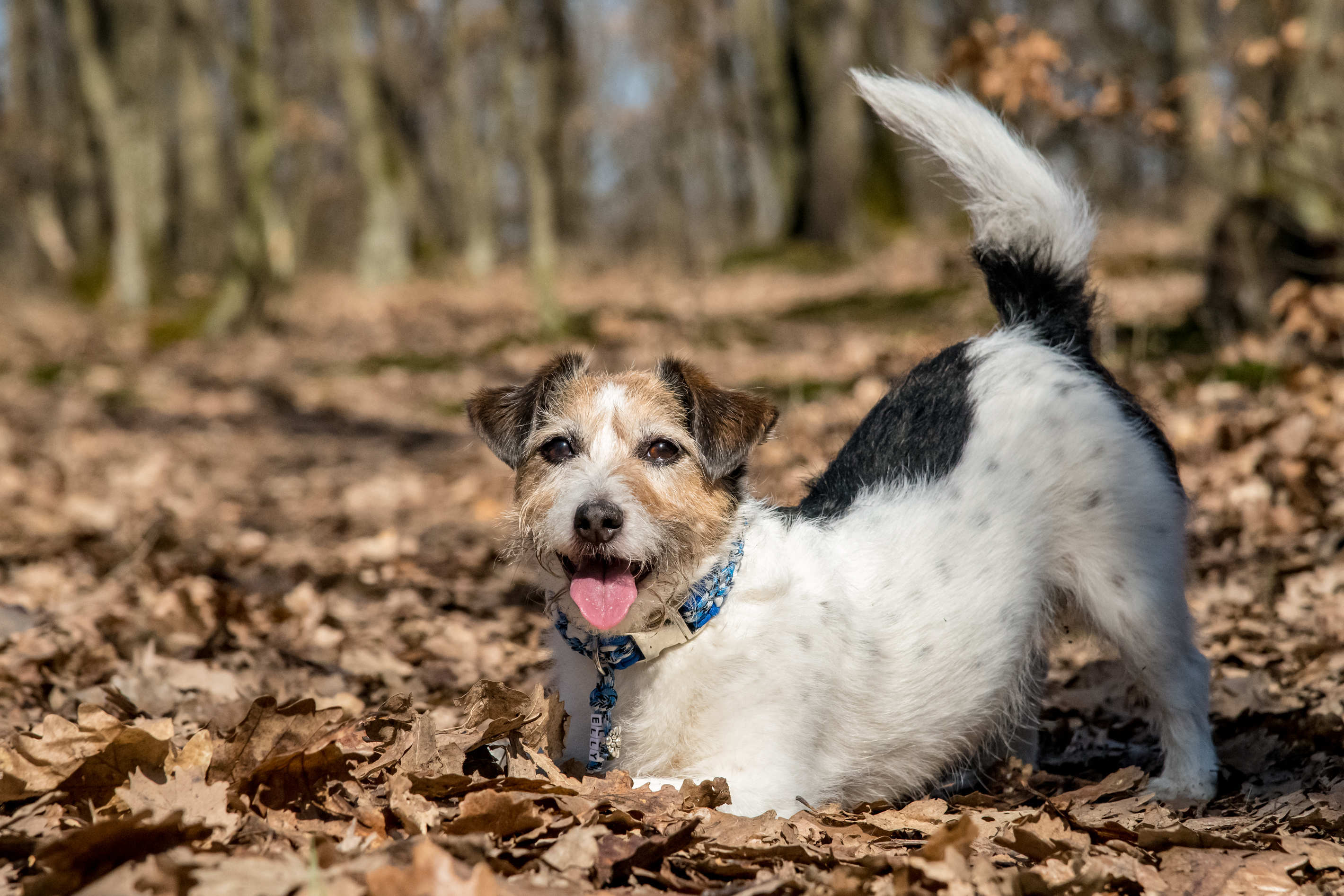 Tierportrait