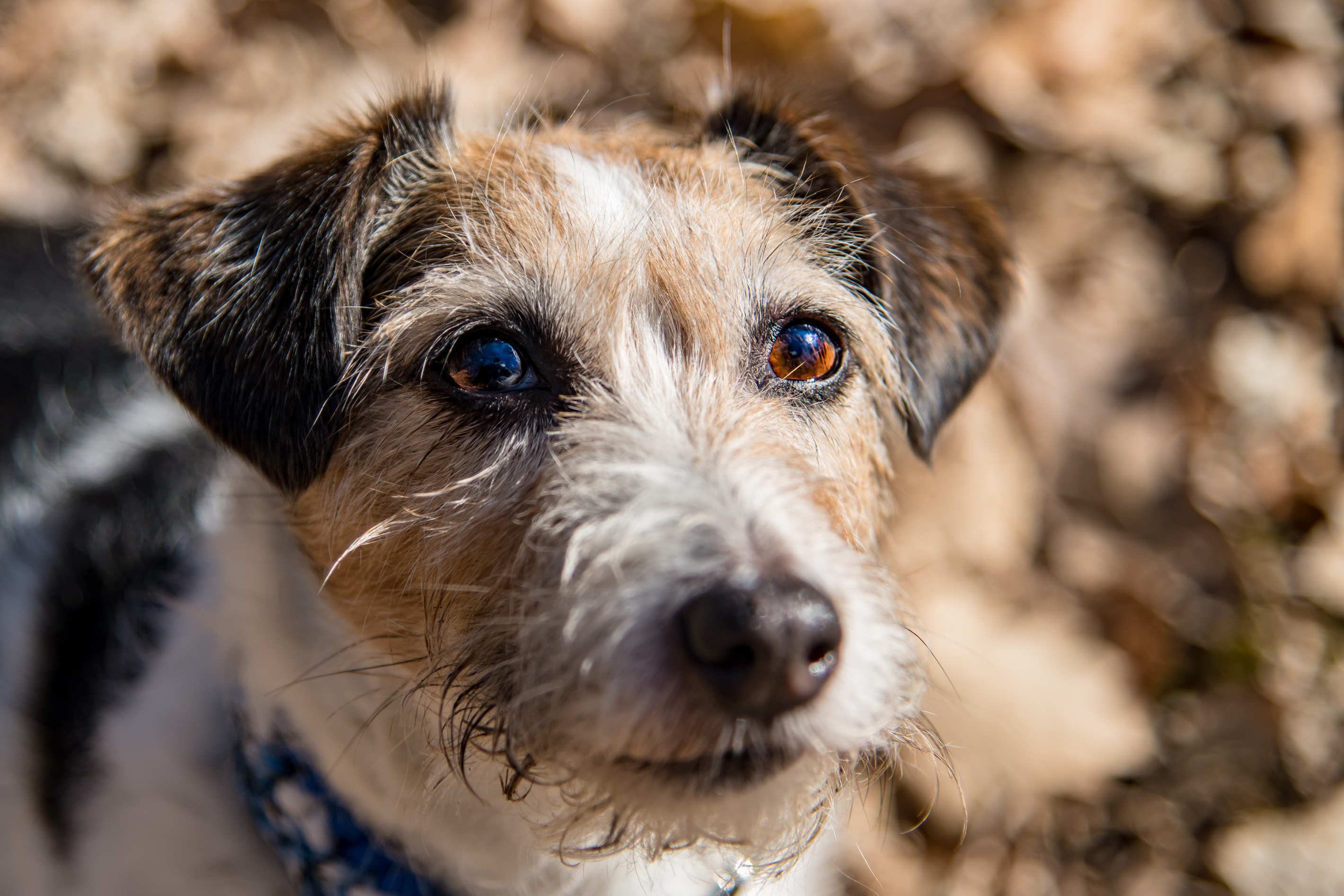 Tierportrait