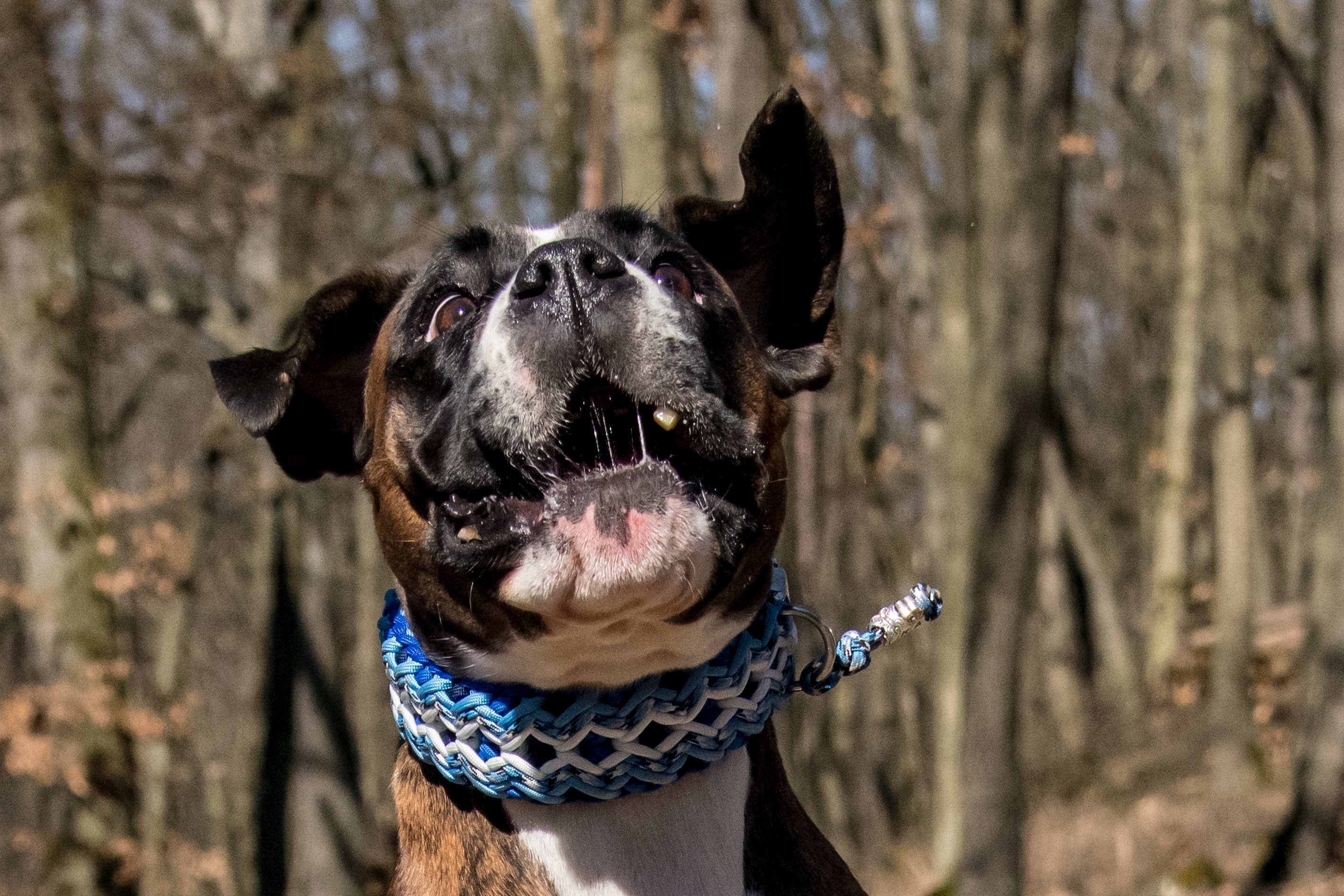 Tierportrait