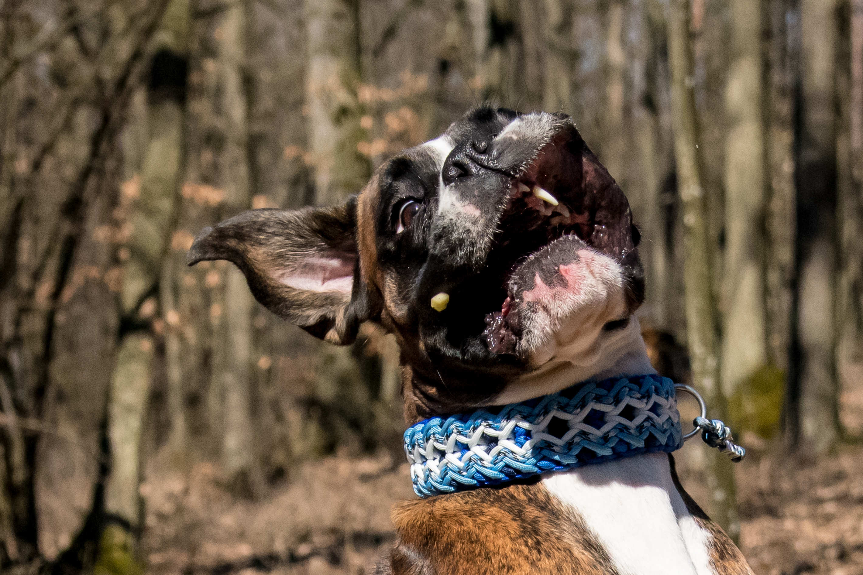 Tierportrait