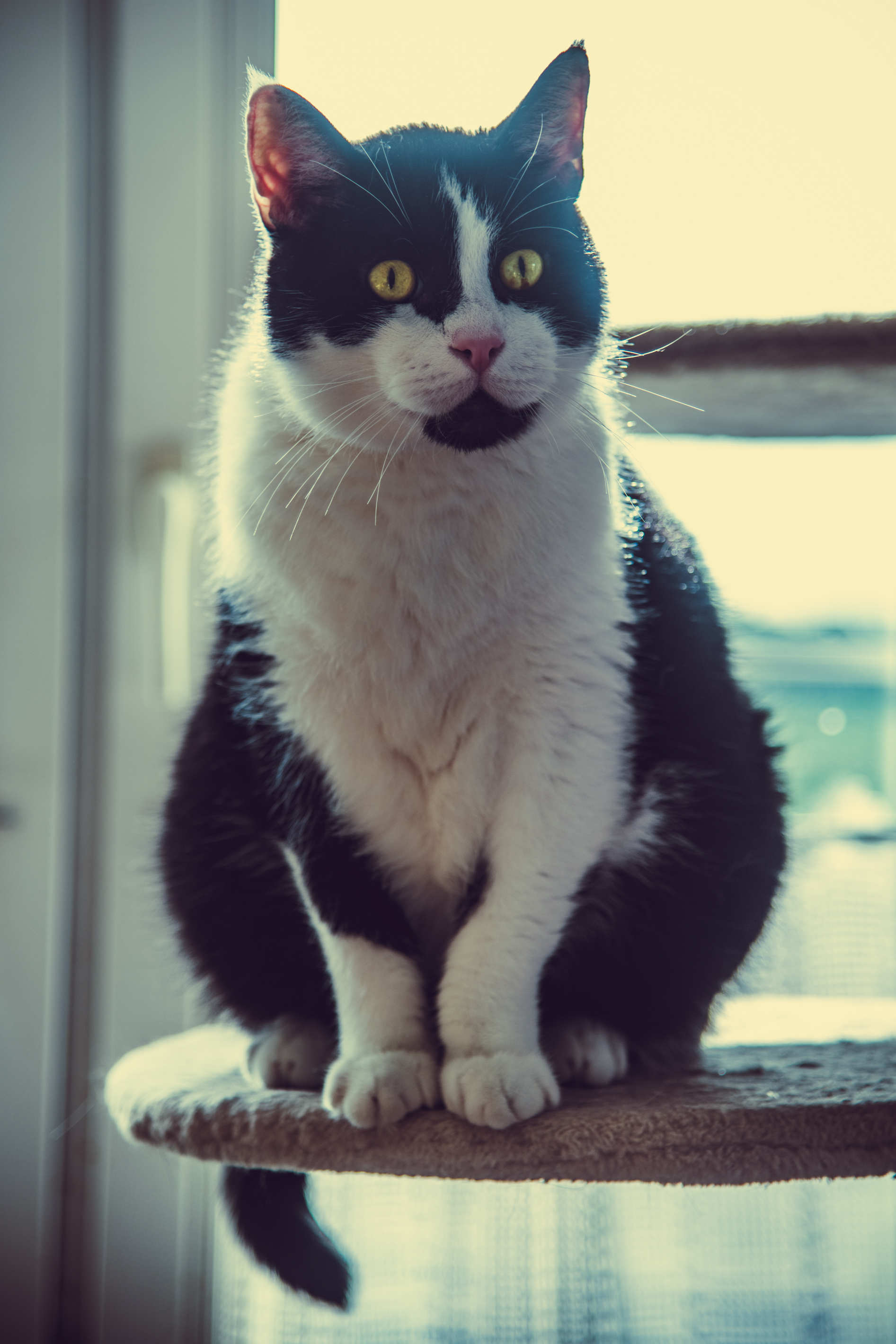 Tierportrait