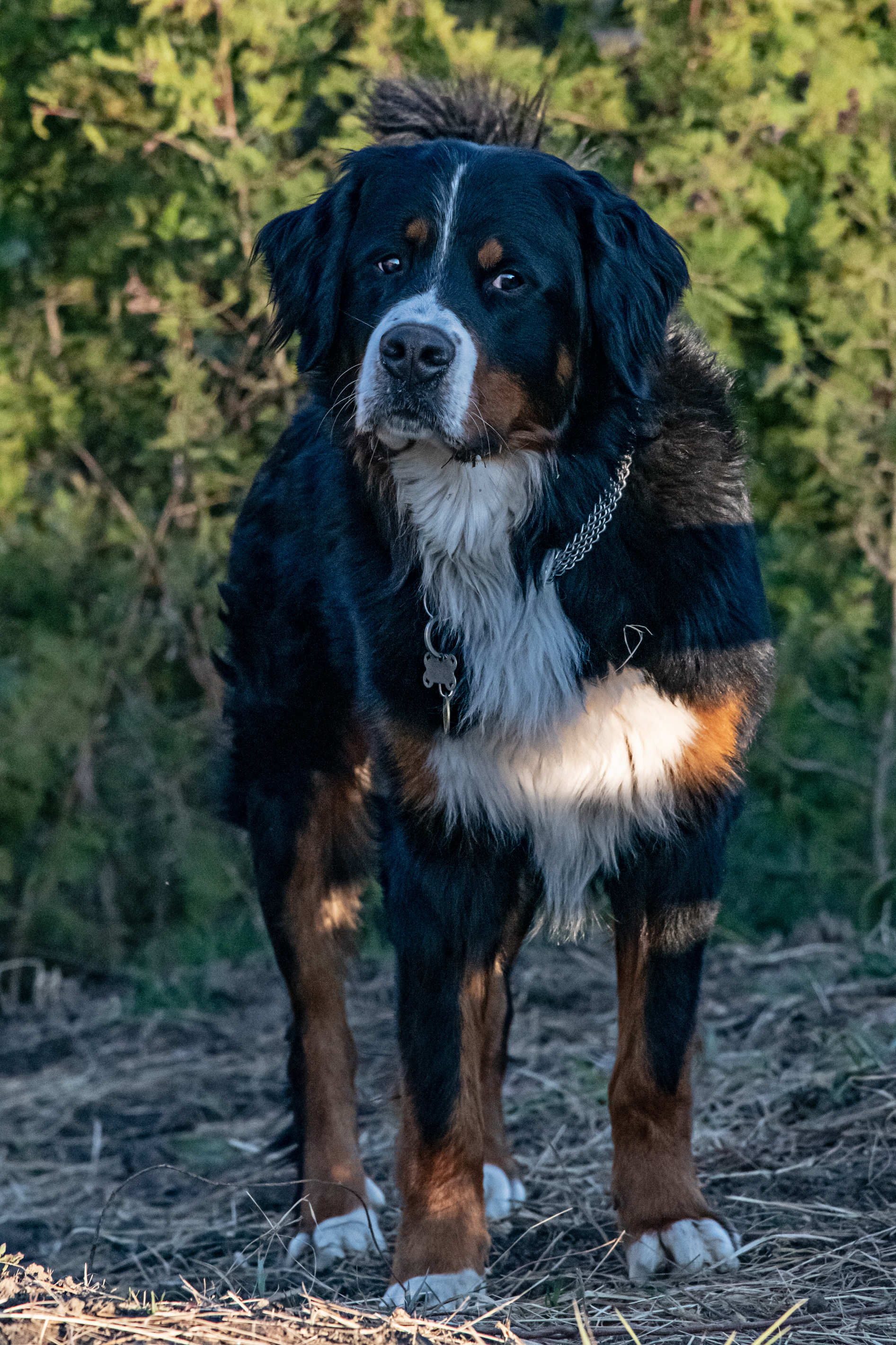 Tierportrait