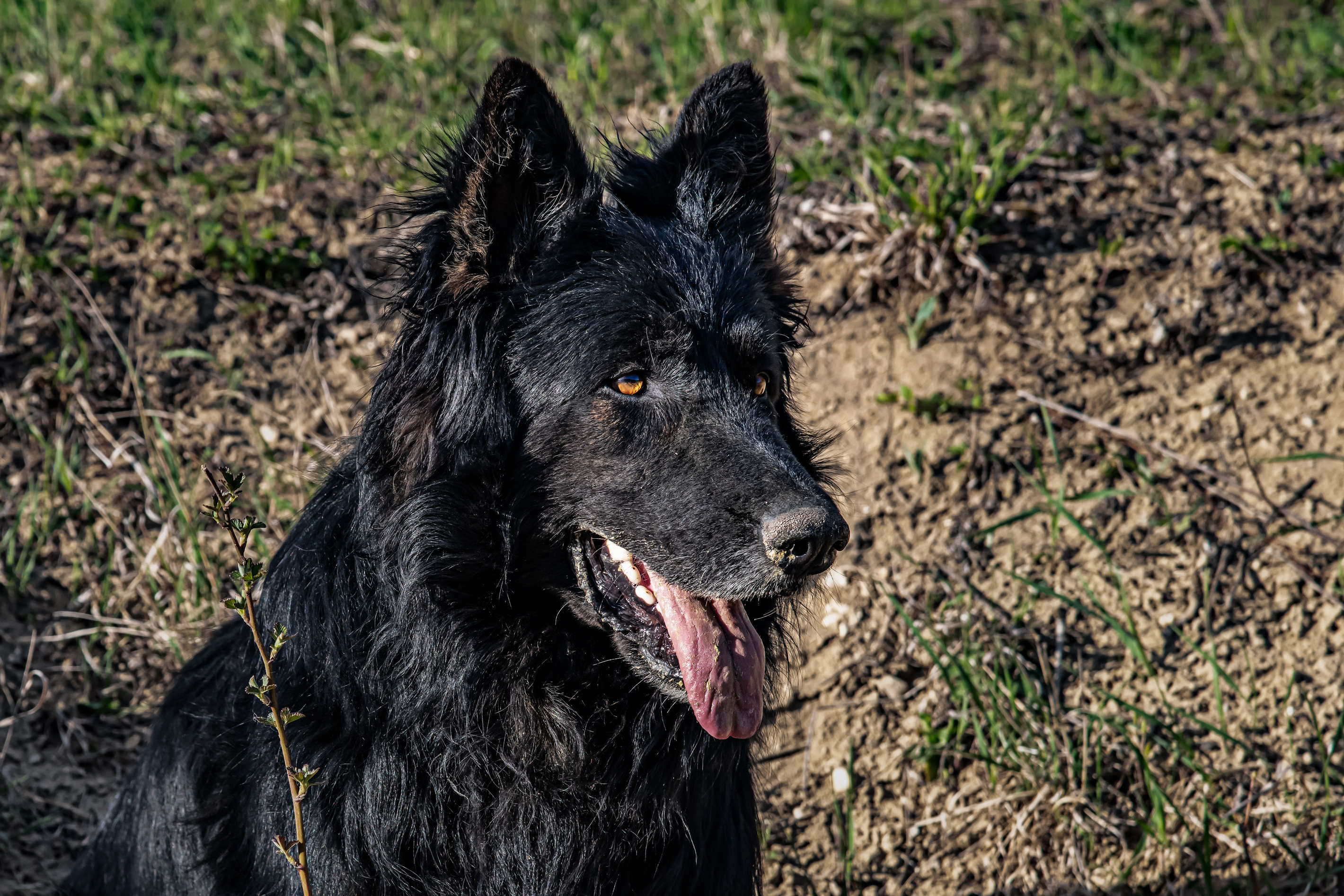 Tierportrait