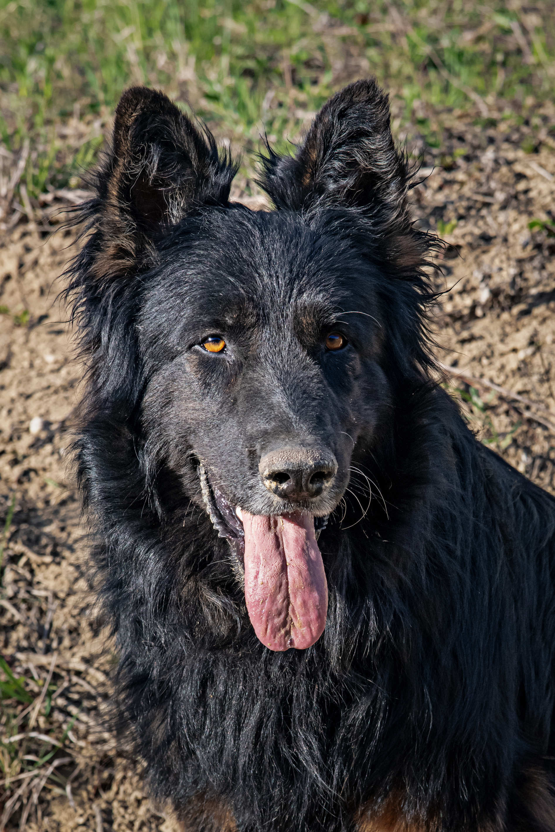 Tierportrait