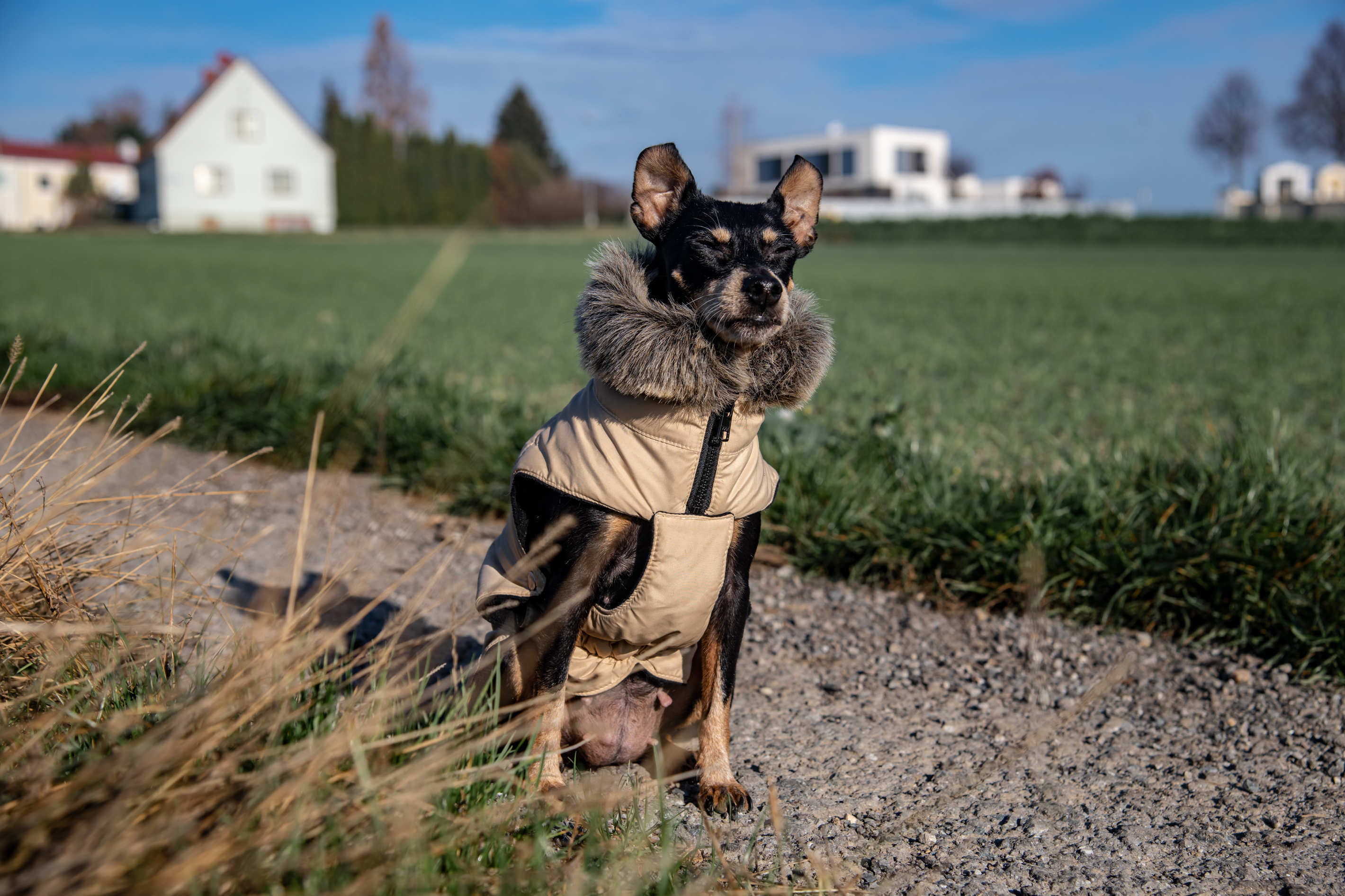 Tierportrait