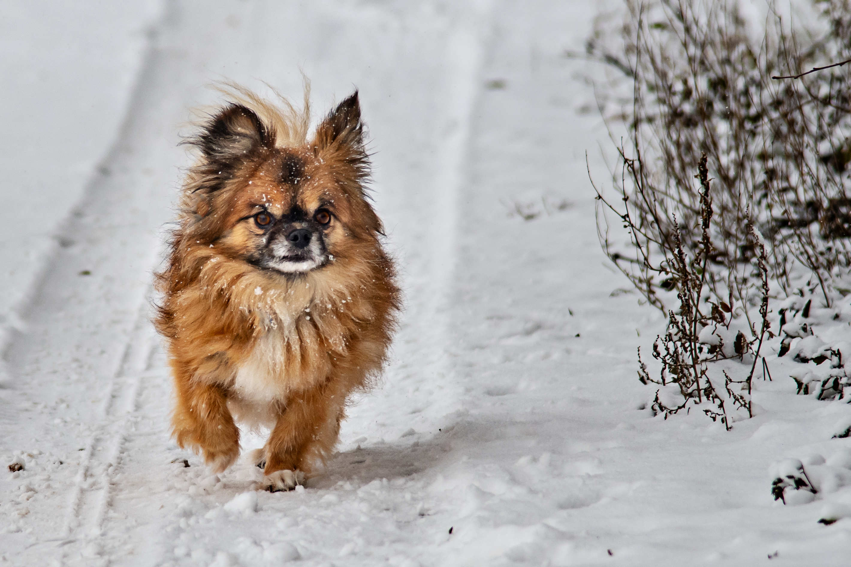 Tierportrait