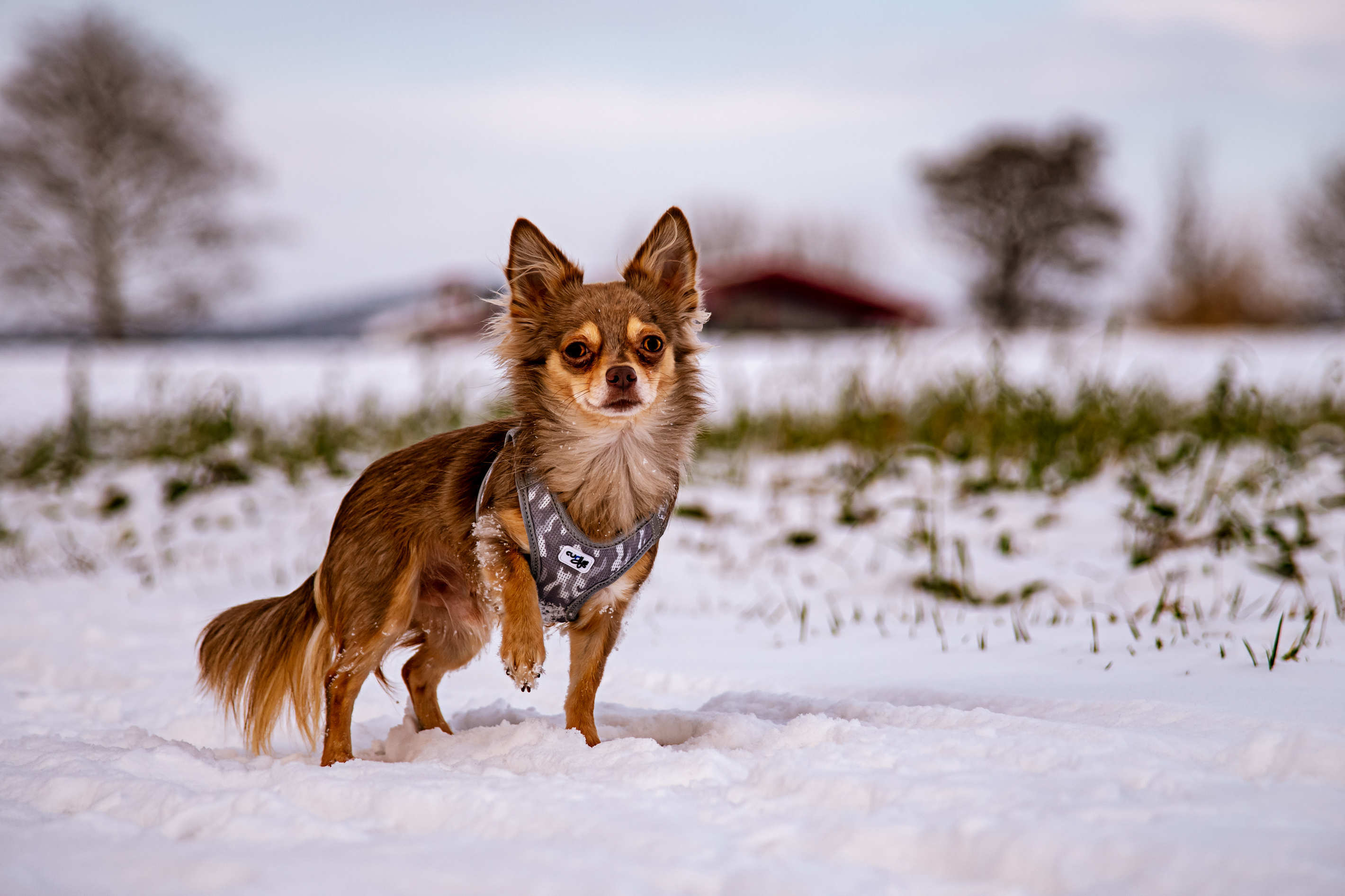 Tierportrait
