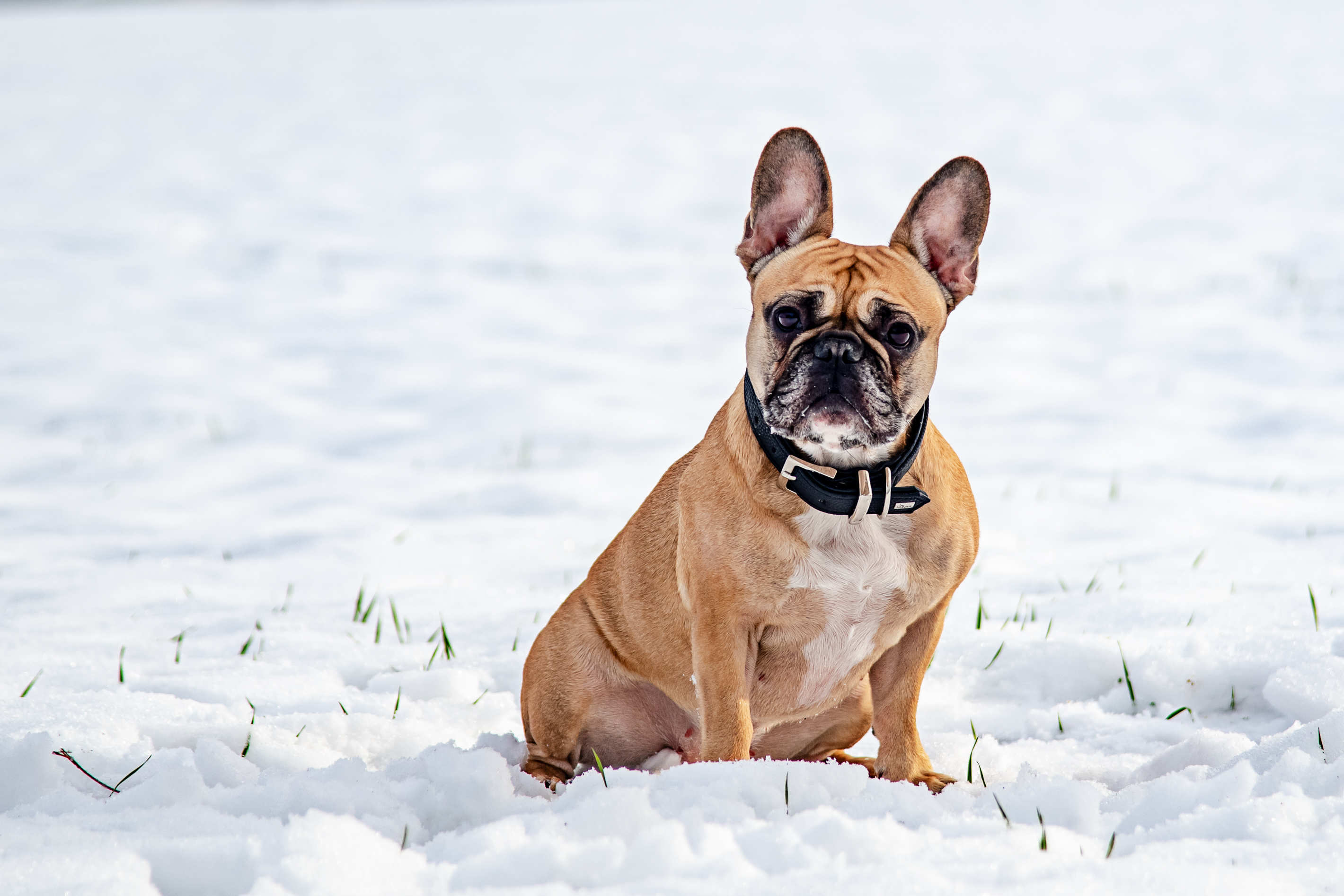 Tierportrait