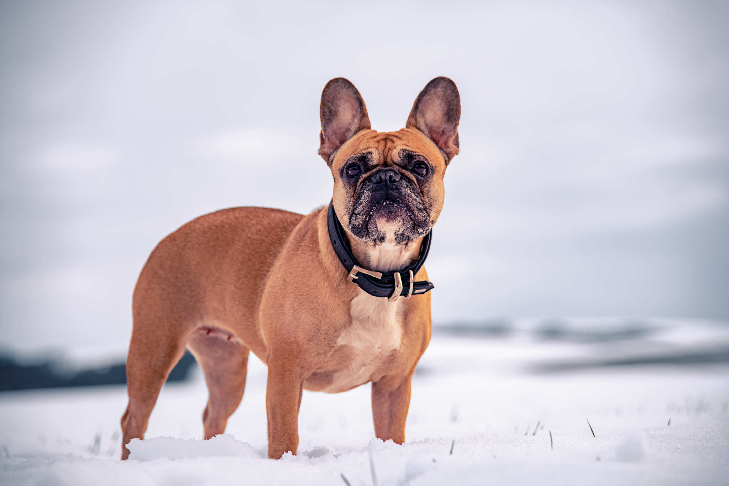 Tierportrait
