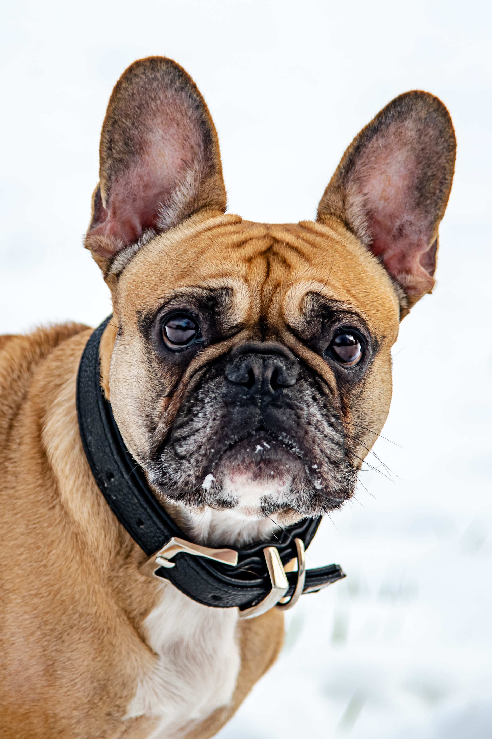 Tierportrait
