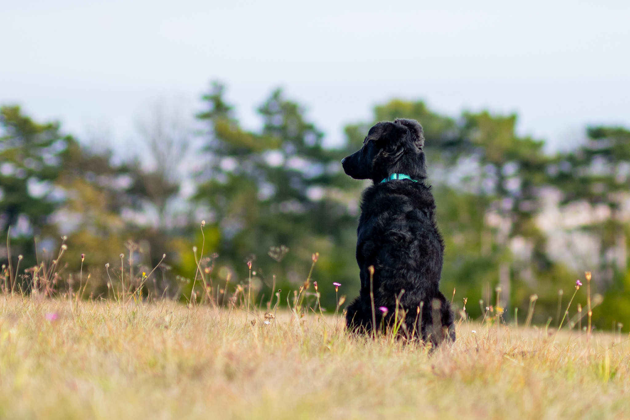 Tierportrait