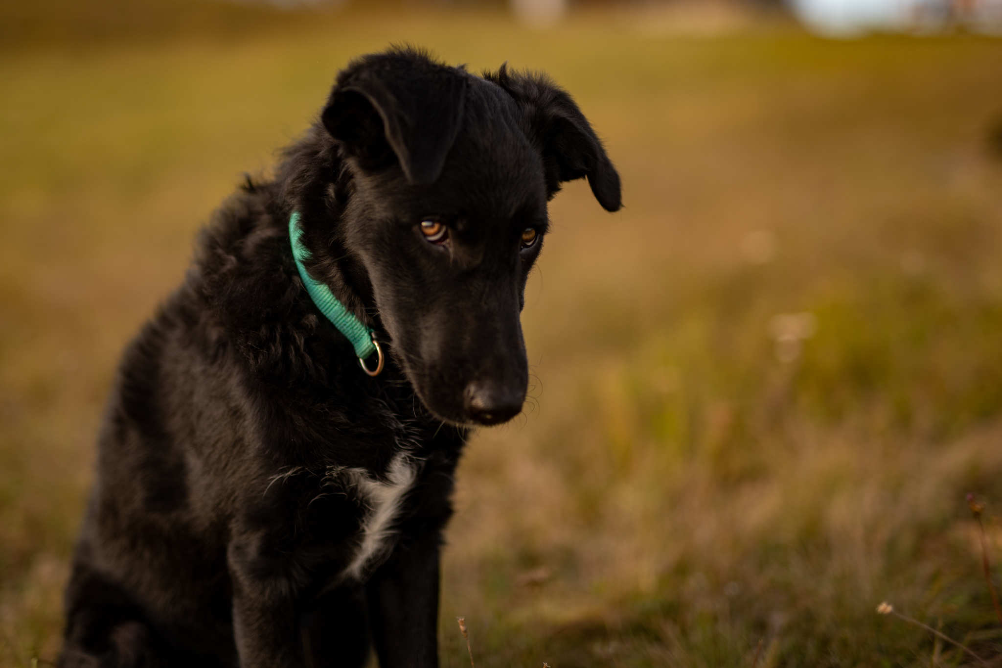 Tierportrait
