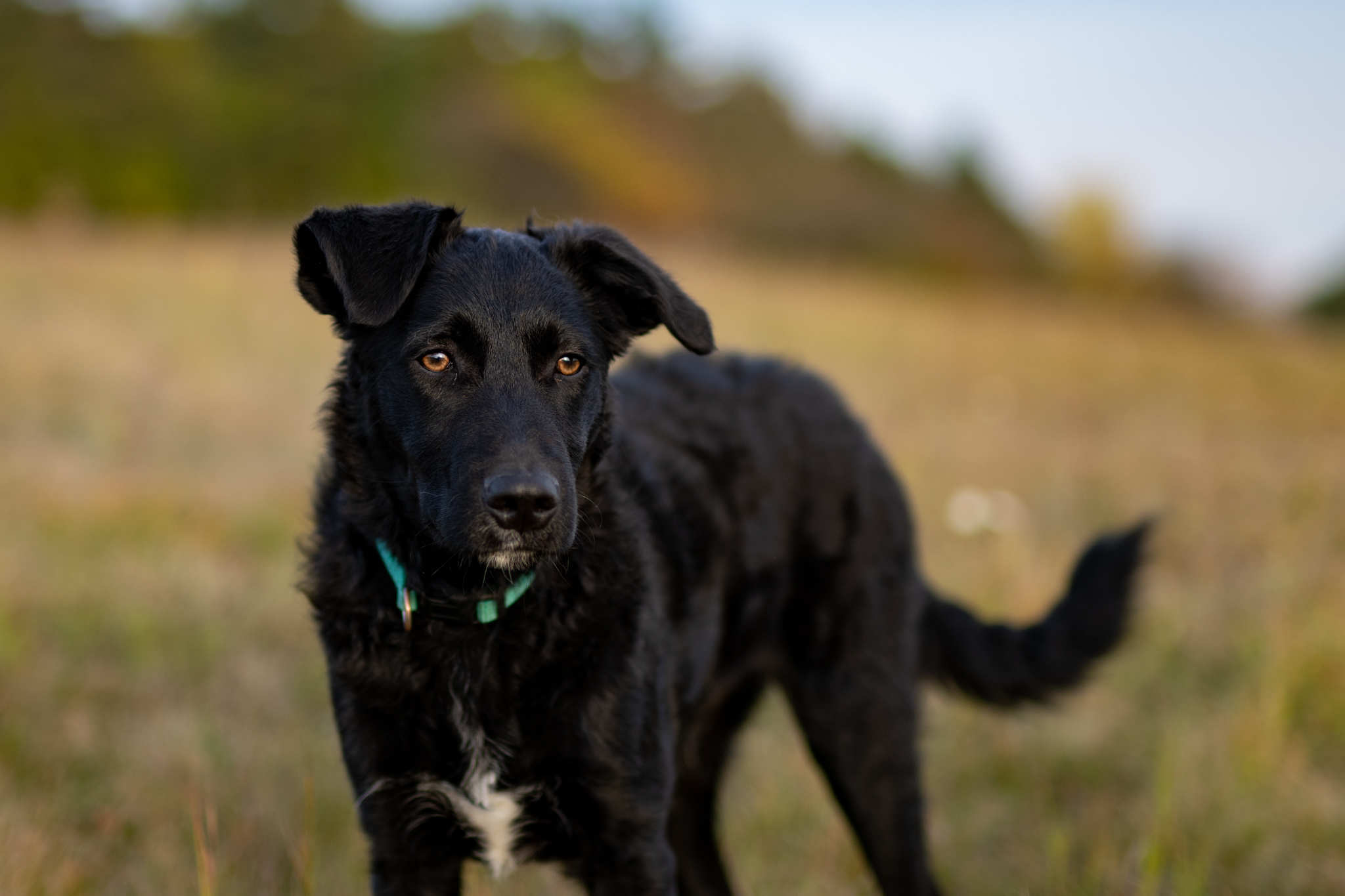Tierportrait