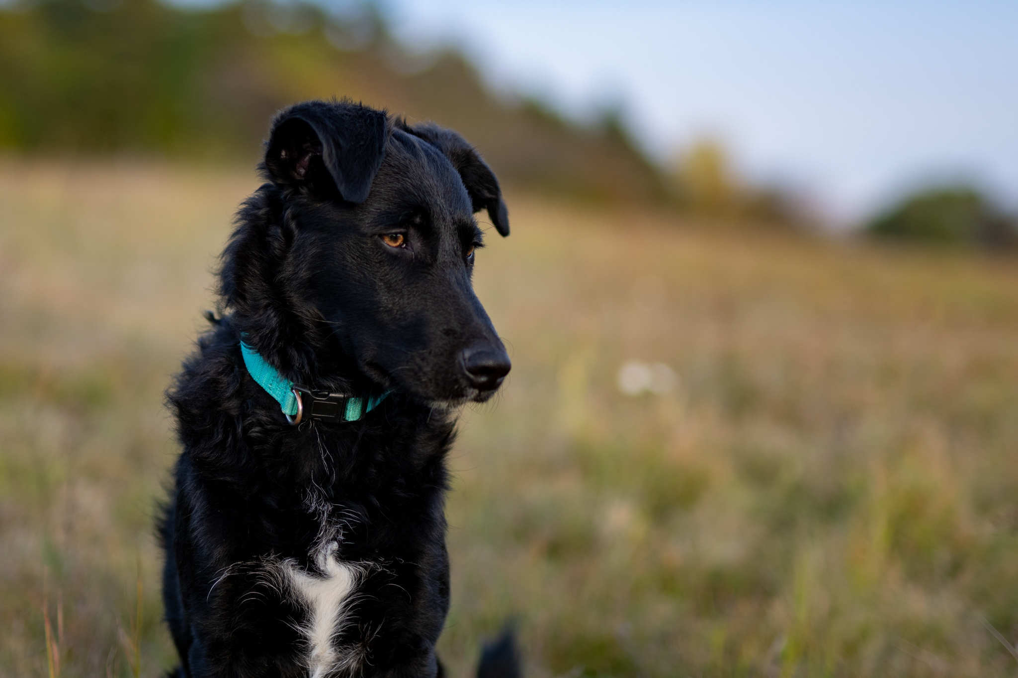 Tierportrait