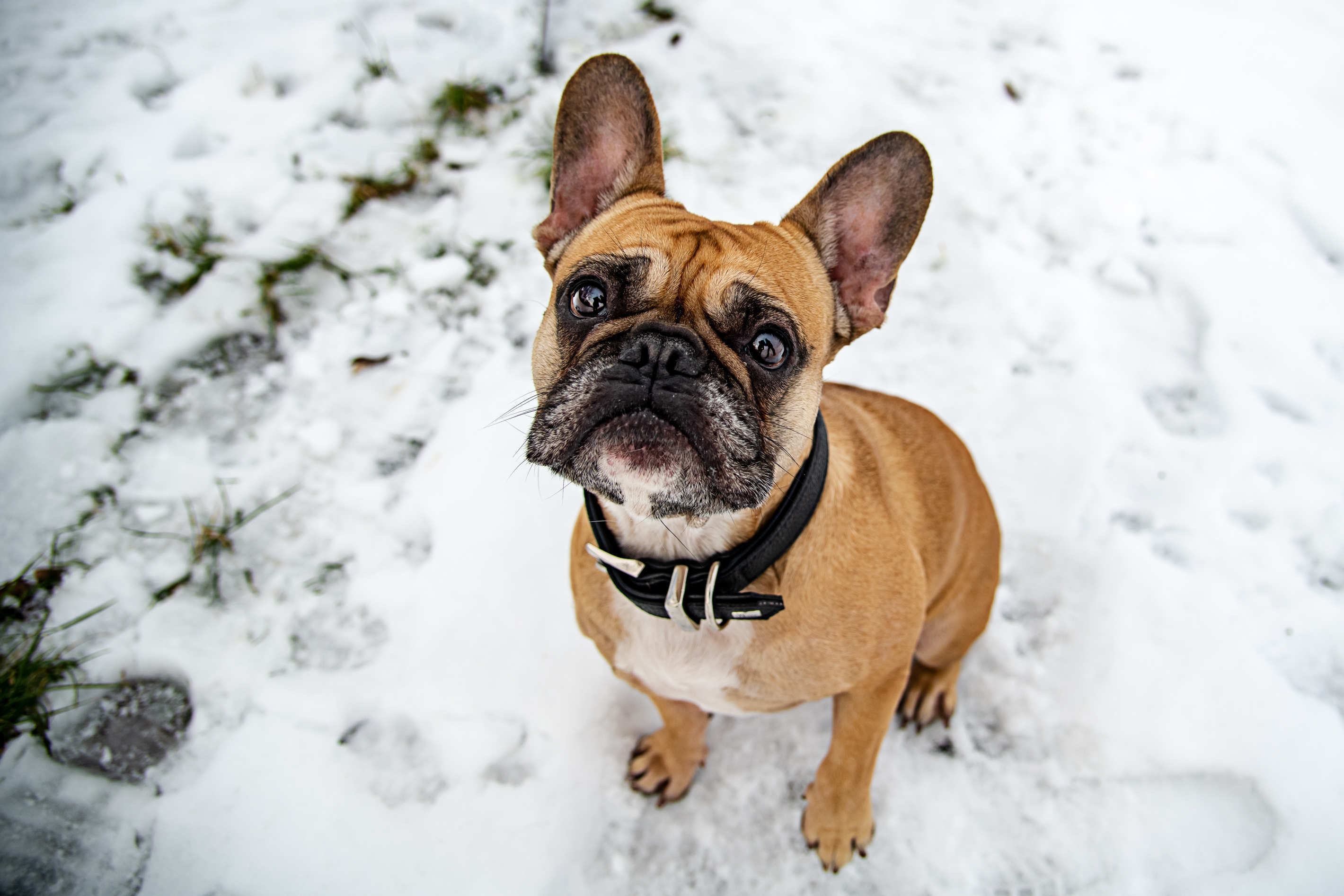 Tierportrait