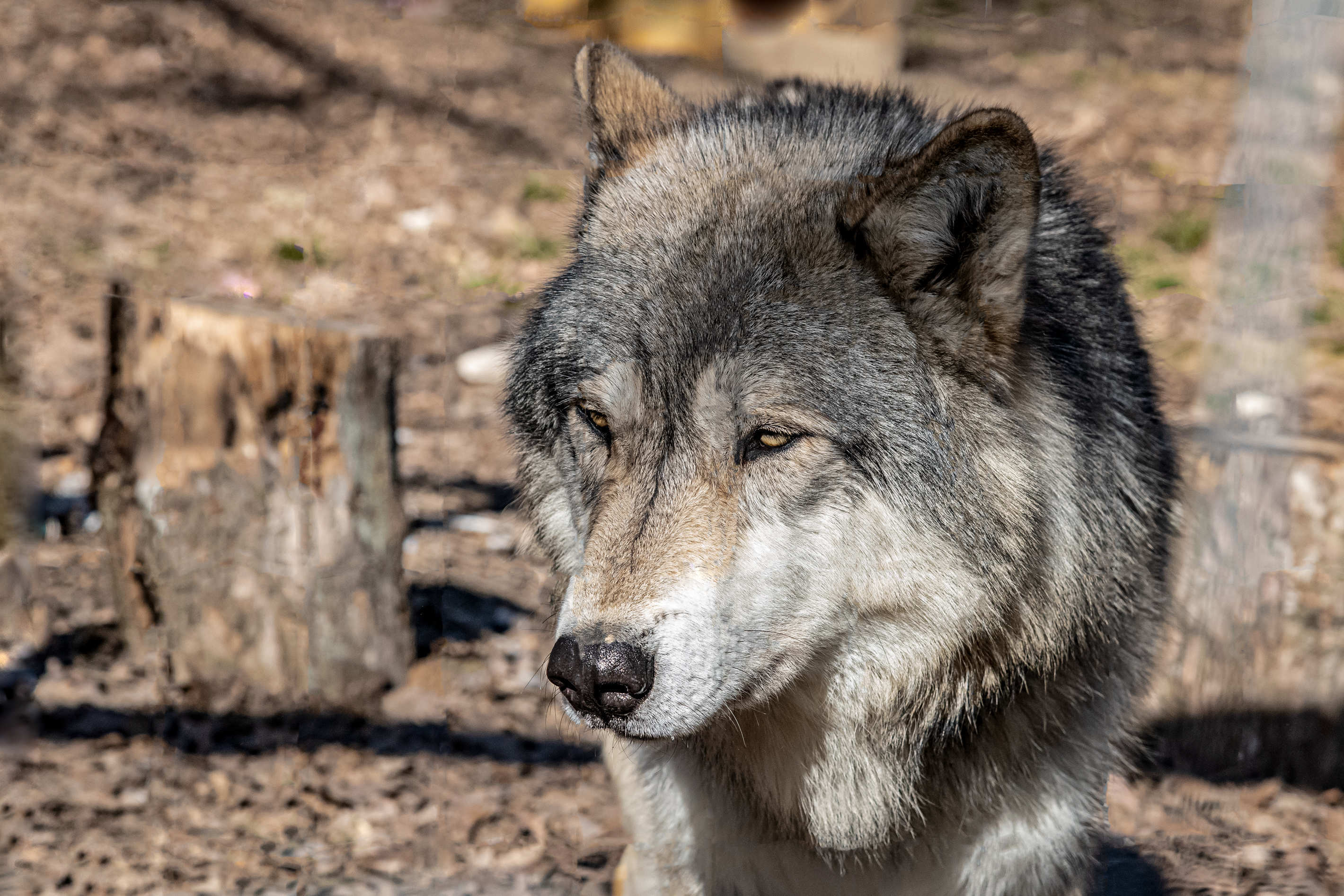 Tierportrait